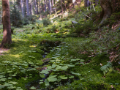 Environmental and Social Responsibility