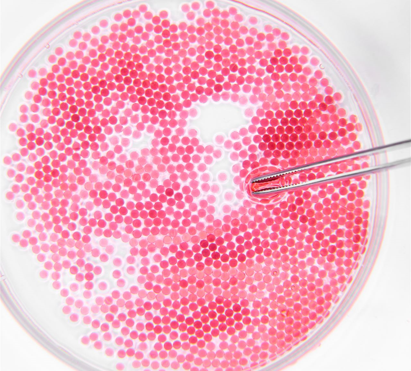 Striking后的玫瑰桃红胚料