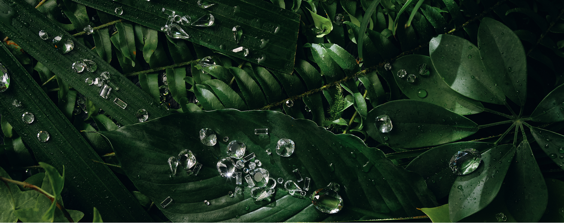 Environmental and Social Responsibility